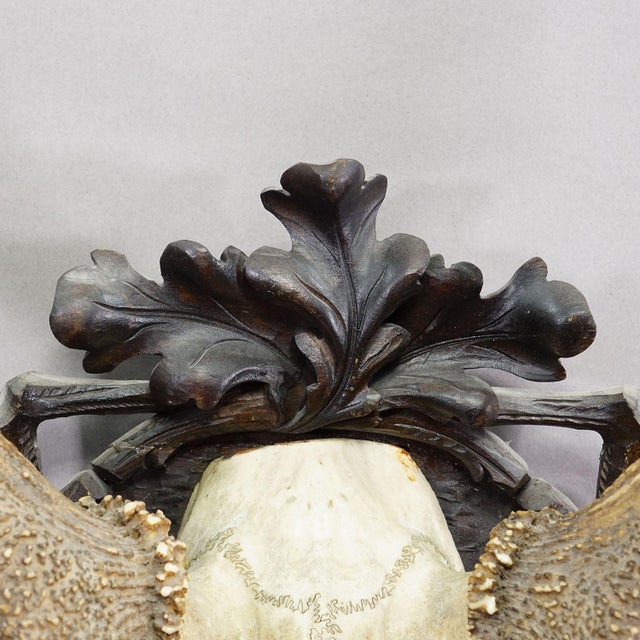 Big Black Forest 12 Pointer Red Deer Trophy on Carved Plaque - Germany 1930 For Sale - Image 6 of 8