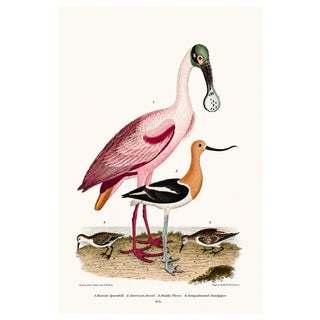 Roseate Spoonbill & Shorebirds, Vintage Natural History Art Print Reproduction, 24" X 36" For Sale