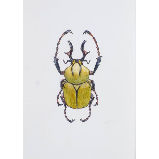 Contemporary Juris Utans, Yellow Stinger Beetle, 2021, Mixed Media on Paper For Sale - Image 3 of 3