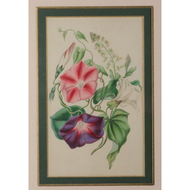 Lessons from the Vegetable World: Robert Mackenzie Stark Botanical Prints 1858 This pair of botanical prints was created...