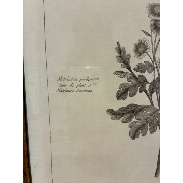 English Vintage Matricaria Parthenium Feverfew Botanical Print in Black & Gold Wood Frame For Sale - Image 3 of 5