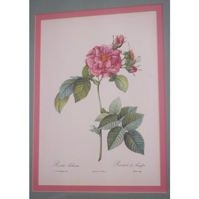 1900s Set of 6 Rose Engraving Prints Artwork For Sale - Image 9 of 18