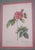 1900s Set of 6 Rose Engraving Prints Artwork For Sale - Image 9 of 18