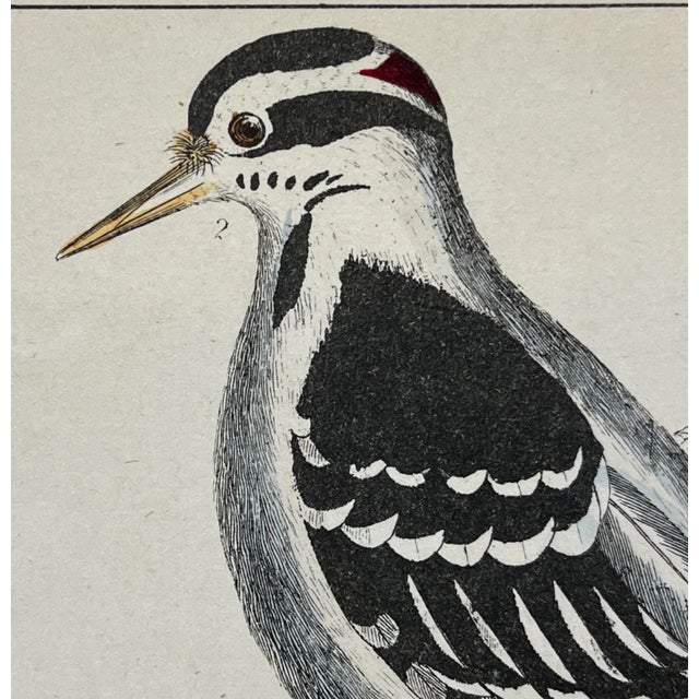 Plastic Antique Hand Colored Bird Print From England Showcasing Several Varieties of WoodPeckers - Circa 1850 For Sale - Image 7 of 12