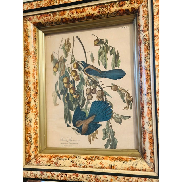 Illustration Vintage Bird Print, Framed For Sale - Image 3 of 8