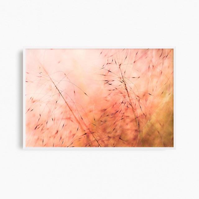 'In the Pink' Set of Botanical Photographs, Series of Four 45 X 30" Fine Art Photography Prints For Sale - Image 15 of 15