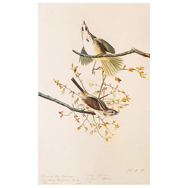 1960s 1966 Vintage Farmhouse Cottage Print "Song Sparrow" After John James Audubon For Sale - Image 5 of 7