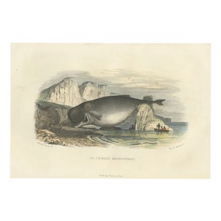 After Édouard Traviès, The Sperm Whale, 1840, Hand-Colored Engraving For Sale