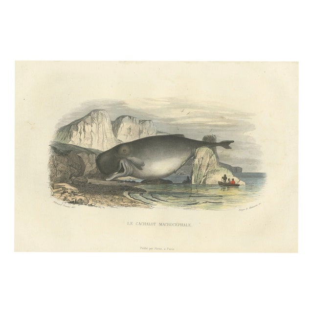 After Édouard Traviès, The Sperm Whale, 1840, Hand-Colored Engraving For Sale