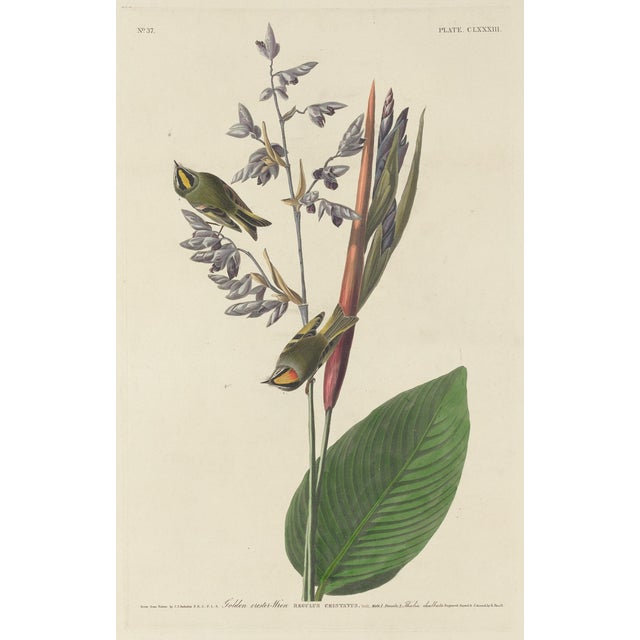 John James Audubon Vintage John James Audubon Reproduction Double Sided Prints - Collection of 4 For Sale - Image 4 of 9