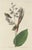John James Audubon Vintage John James Audubon Reproduction Double Sided Prints - Collection of 4 For Sale - Image 4 of 9
