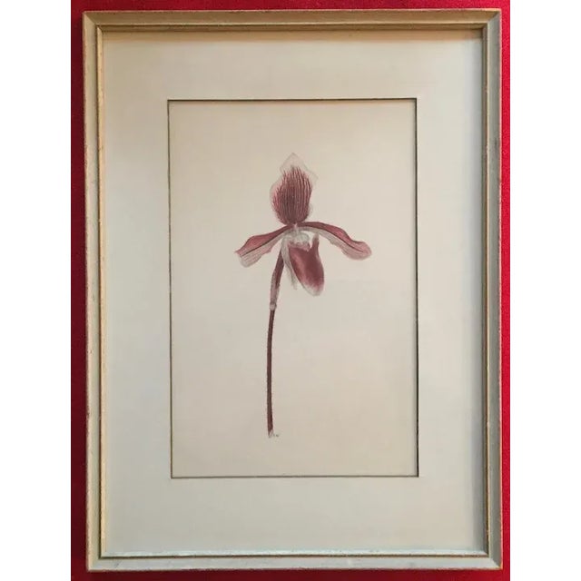 Watercolor Botanical Painting of a Lady Slipper Orchid 1940's For Sale - Image 10 of 12