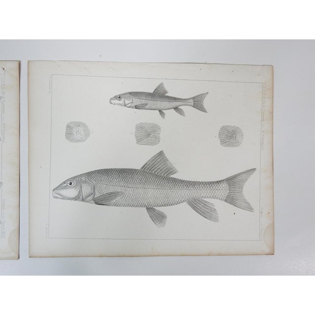 Rustic Mid 19th Century Us Pacifc Railroad Fish Lithograph Book Plate - A Pair For Sale - Image 3 of 7