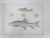 Rustic Mid 19th Century Us Pacifc Railroad Fish Lithograph Book Plate - A Pair For Sale - Image 3 of 7