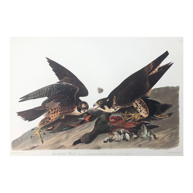 Audubon Great Footed Hawk From Abbeville Edition For Sale