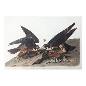 Audubon Great Footed Hawk From Abbeville Edition