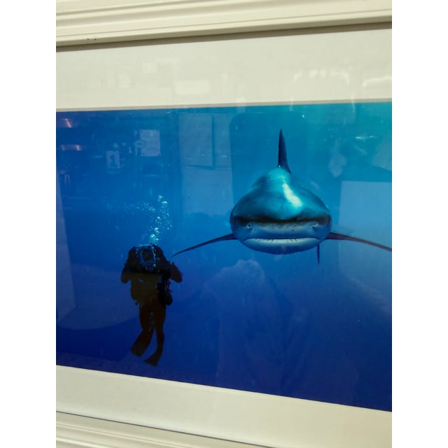 Brian Skerry Sharks on Assignment Great White Photograph, Framed For Sale - Image 11 of 12