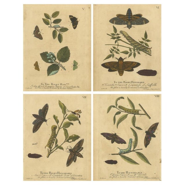 Albin, Moths: Deaths-Head Hawk, Elephant Hawk, 1720, Prints, Set of 4 For Sale - Image 10 of 10