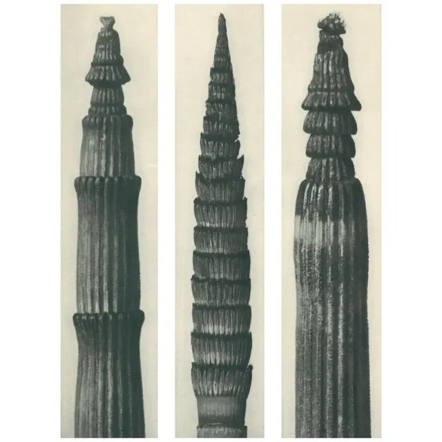 An exquisite original period black-and-white photogravure N2 of an equisetum hiemale, a young shoot of winter horsetail,...