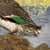 Half Duck, Gouache Painting For Sale - Image 6 of 13