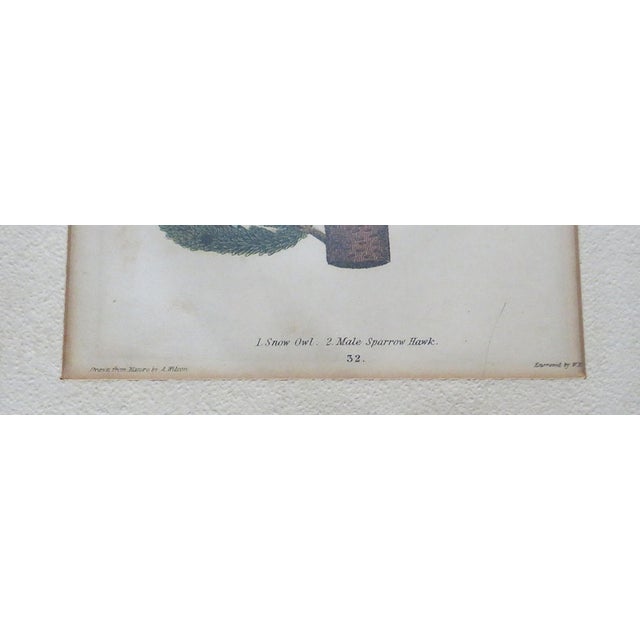Late 19th Century Set of 3 Alexander Wilson Owl Bird Engravings Framed 19th C. Antique For Sale - Image 5 of 8