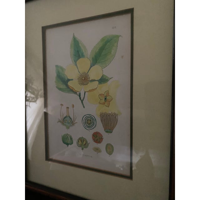 Mid-Century Framed Mark Catesby "Stuartia Silky Camellia" Botanical Print, Coffey & Thompson For Sale - Image 10 of 12