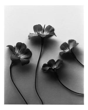 Four Ocean Pearls - Agrostemma Still Life Photography, Limited Edition of 5 2024