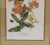1970 Framed Under Glass Botanical Print Butterfly Weed For Sale - Image 4 of 11