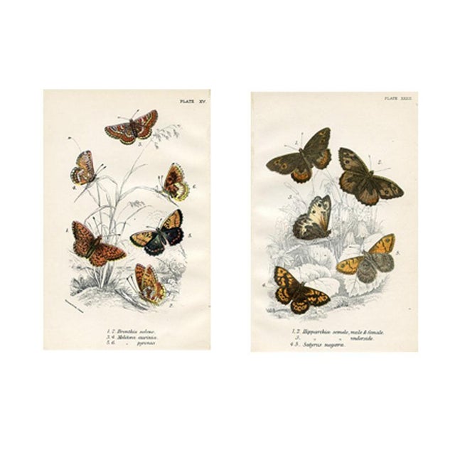1896, Butterfly Prints Including Grayling, Original Antique Lithographs, England, a Pair For Sale - Image 4 of 4