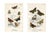 1896, Butterfly Prints Including Grayling, Original Antique Lithographs, England, a Pair For Sale - Image 4 of 4
