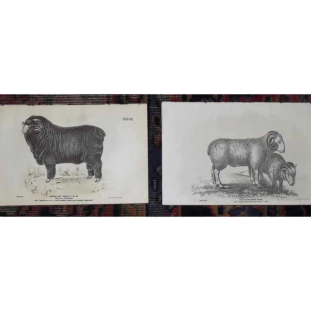Printmaking Materials Authentic Antique 19th Century American Sheep Stone Lithographs - Set of 12 For Sale - Image 7 of 9