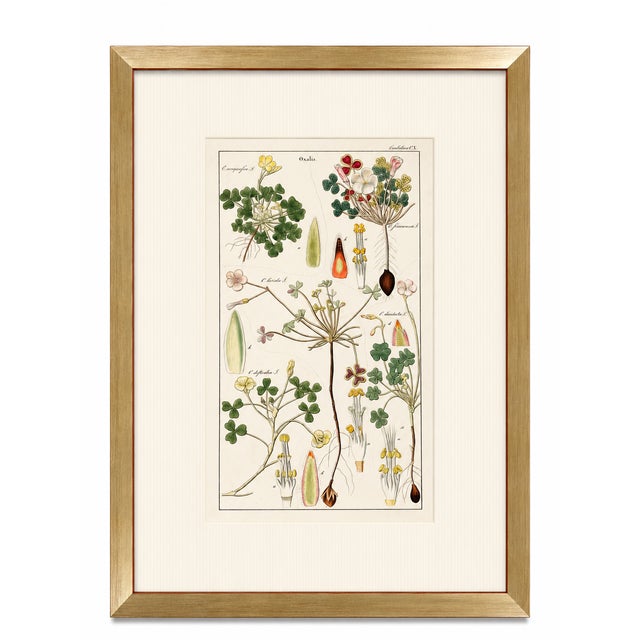 Transitional Pair of Original Hand-Colored Botanical Engravings From Dr. David Dietrich's Flora Universalis, C. 1850 | Custom Framed Antique Botanical Prints Set C For Sale - Image 3 of 4