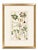Transitional Pair of Original Hand-Colored Botanical Engravings From Dr. David Dietrich's Flora Universalis, C. 1850 | Custom Framed Antique Botanical Prints Set C For Sale - Image 3 of 4