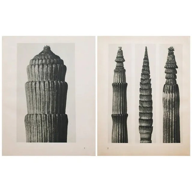 An exquisite black-and-white two-sided photogravure by German Photographer Karl Blossfeldt (June 13, 1865 – December 9,...