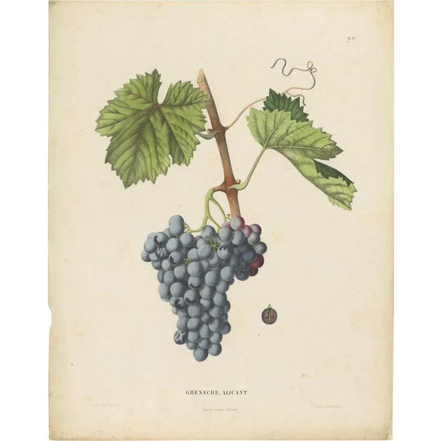 Late 19th Century Charles Node-Saint-Ange and Louis Combes, Grenache Alicante Grape Variety, 1890, Lithograph on Paper For Sale - Image 5 of 5