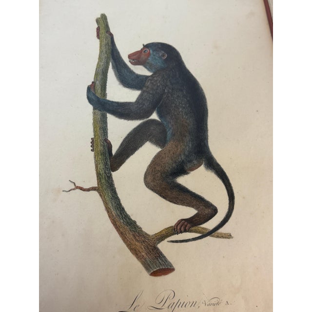 Set of 4 Hand-Colored French Primate Engravings by Jean-Baptiste Audebert For Sale - Image 16 of 18