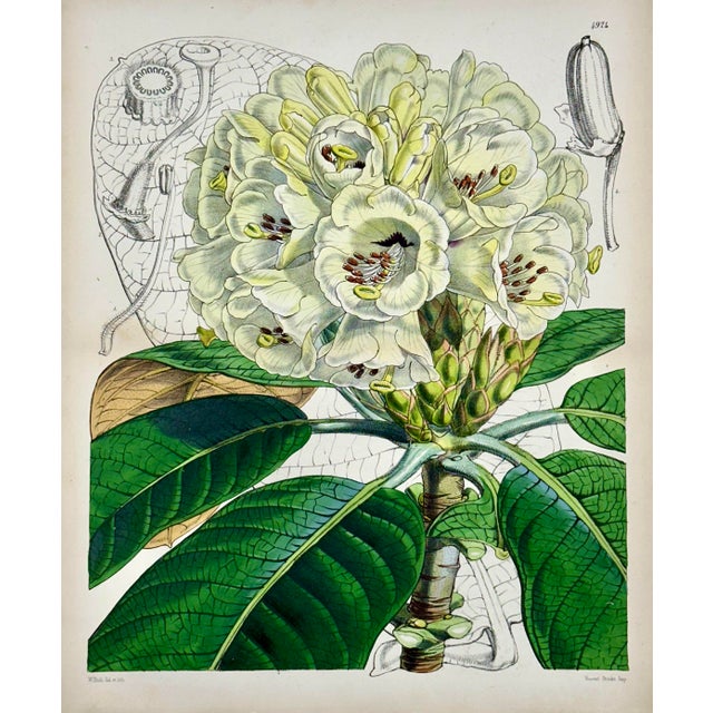 Original copper engraving botanical by William Curtis, 1856. Unframed. Dimensions: 9.5" x 11.5" Excellent condition....