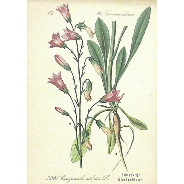 Set of 5 Antique Botanical Prints Framed Floral Flowers For Sale In Providence - Image 6 of 7