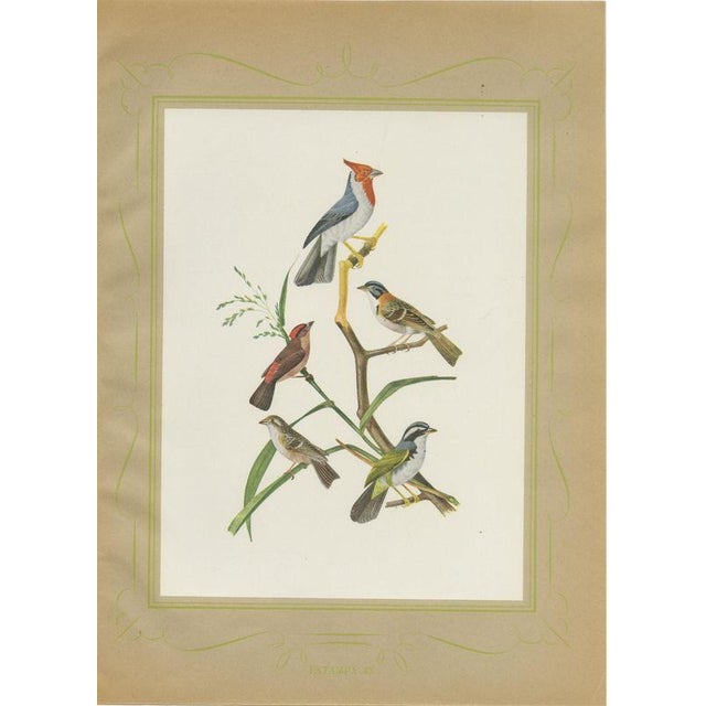 Brazilian Bird Print with Cardinals and Finches by Descourtilz, 1944 For Sale - Image 12 of 12