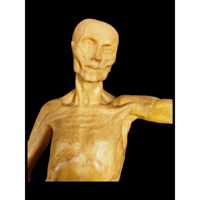 Anatomical model in wax from the 18th century Extraordinary didactic anatomical model in wax. The use of this type of...