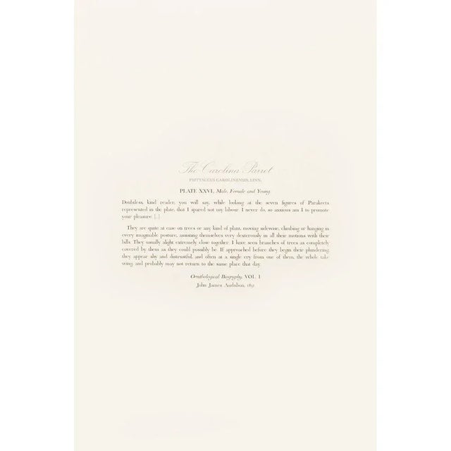 Printmaking Materials 1990s Carolina Parrots After Audubon, Large American Classical Print For Sale - Image 7 of 10