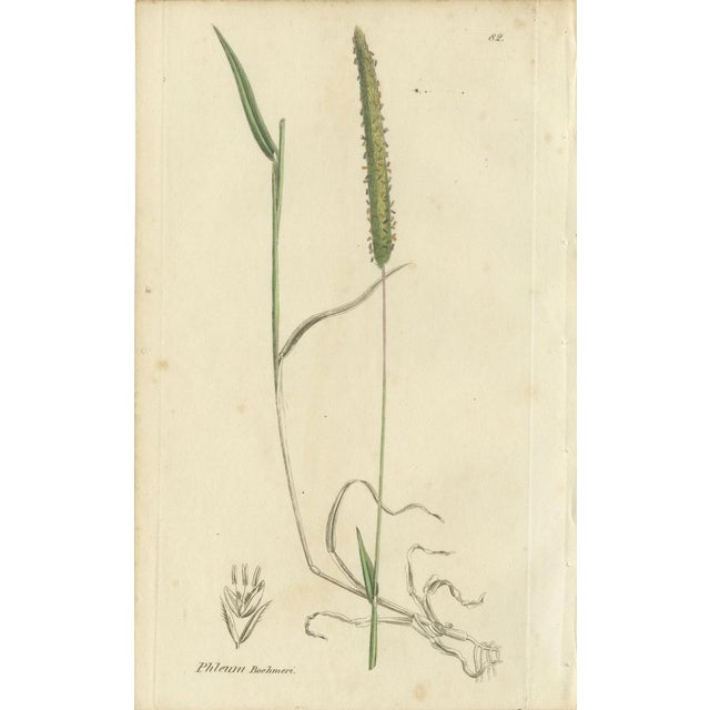 Illustrations of Meadow Grasses: Timothy & Foxtail, 1830s, Engravings, Set of 8 For Sale - Image 3 of 10