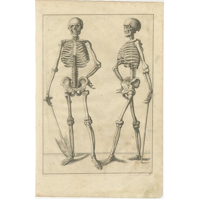 18th Century Anatomical Skeleton Study Engraving Academic Figure German Edition c1745 This finely engraved anatomical...