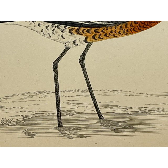 Cream Antique Hand Colored Bird Print From England Showcasing a Black-Tailed Godwit - Circa 1880 For Sale - Image 8 of 11