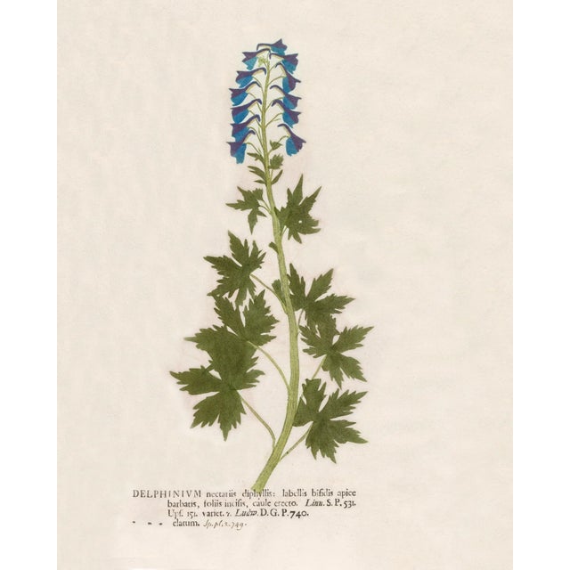 Cornflower Blue Reproduction 18th Century Vintage Botanical Set With Blue Flowers For Sale - Image 8 of 8