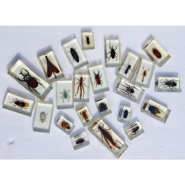 Large Vintage Collection of 39 Lucite Encased Insect Study Specimens For Sale - Image 4 of 5