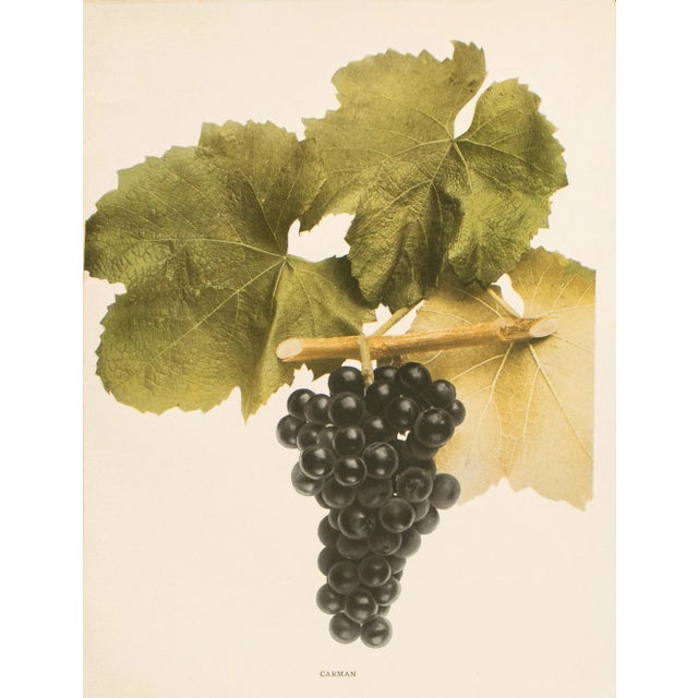 A magnificent original antique photogravure (print) of Carman Grapes by Ulysses Prentiss Hedrick (1870-1951). Superb...