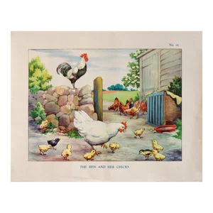 1938 Original Vintage British Educational Colour Plate, Hen and Her Chicks