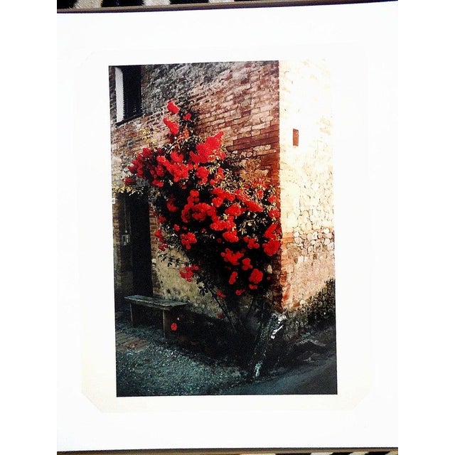 Late 20th Century Joel Meyerowitz, Tuscany, Roses Taverna d'Arbia, 1991, 1996 For Sale - Image 5 of 9