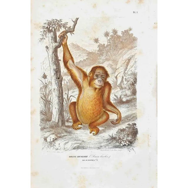 Orang Bicolore is an original lithograph on ivory-colored paper, realized by Paul Gervais (1816-1879). The artwork is from...